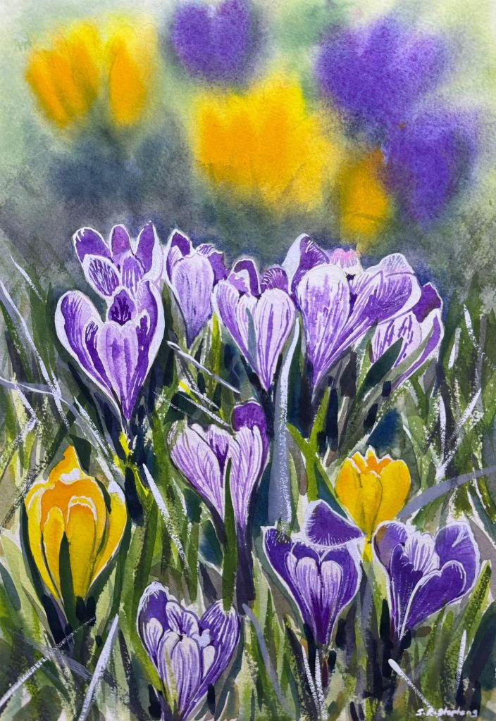 Purple Crocus Garden - Hand-painted watercolour flower painting by Simon Robin Stephens